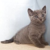 ロシアンブルー