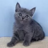 ロシアンブルー