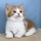 マンチカン(短足)