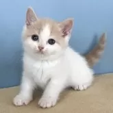 マンチカン(長足)