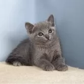 ロシアンブルー【群馬県・女の子・2025年9月5日・ブルー】の写真3