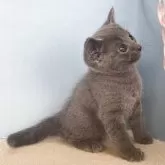 ロシアンブルー【群馬県・男の子・2025年10月25日・ブルー】の写真5