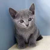 ロシアンブルー【群馬県・女の子・2026年1月18日・ブルー】の写真5