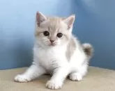 マンチカン(長足)【群馬県・女の子・2025年10月12日・クリームタビー&ホワイト】の写真5