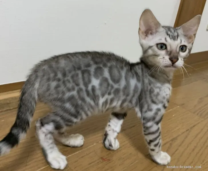 ID:2004-00996の子猫