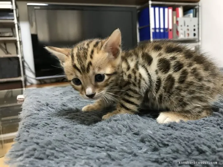 ID:1808-00731の子猫