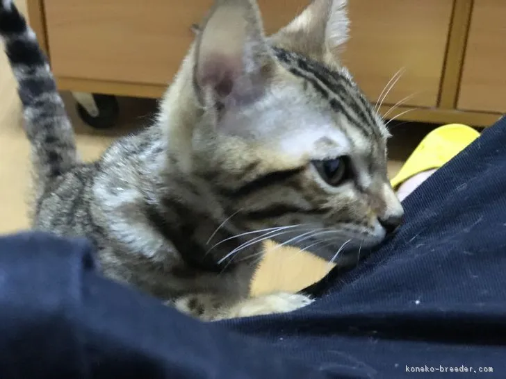 ID:1803-00249の子猫