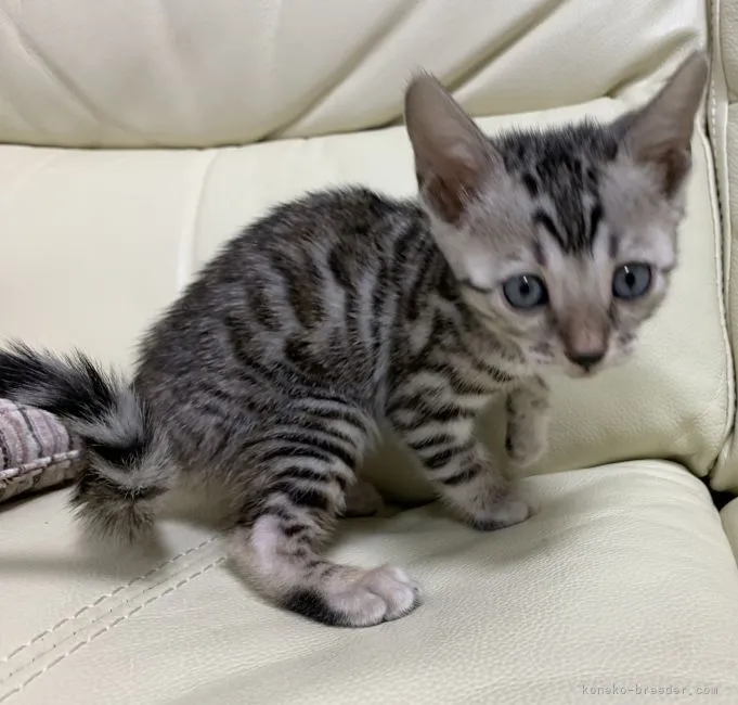 ID：2104-01513の子猫