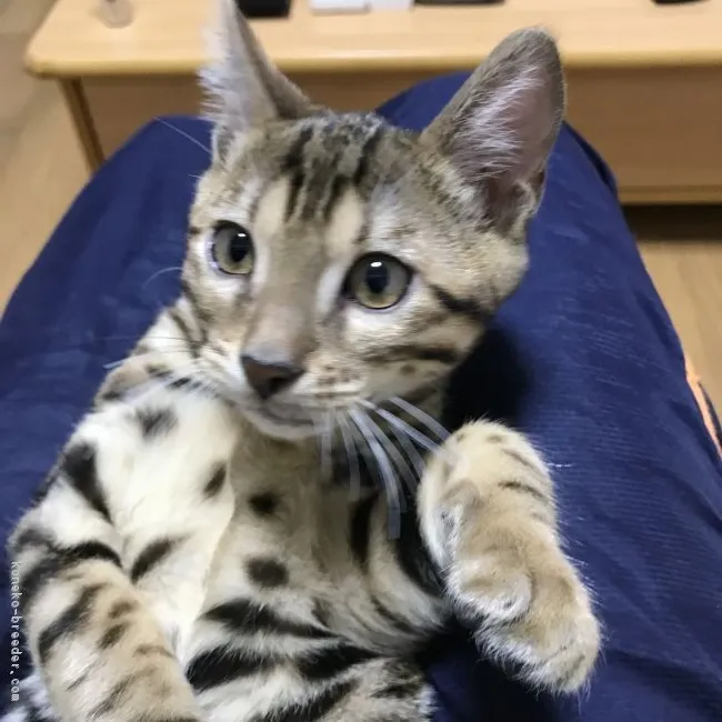 ID:1709-00847の子猫
