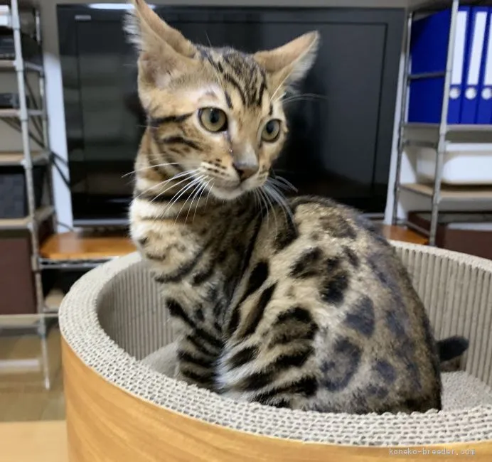 ID:1907-01698の子猫