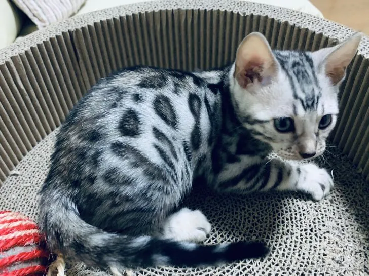 ID:2004-00998の子猫