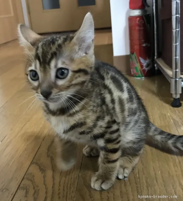 ID：1902-00413の子猫