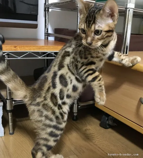 ID:1808-00559の子猫