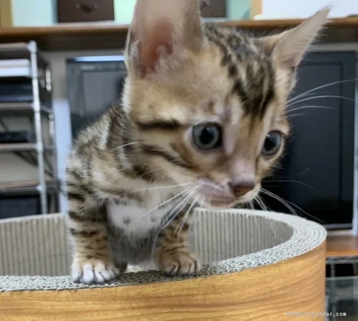 ちいさん 様のお迎えした子猫