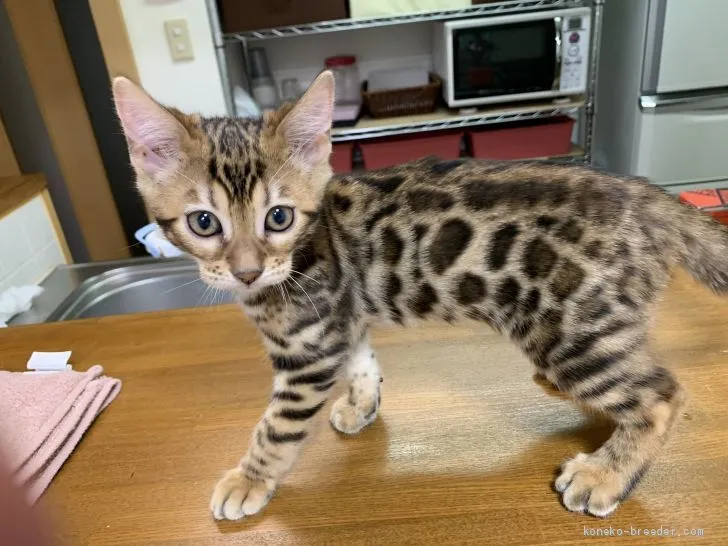 ID:2010-01868の子猫