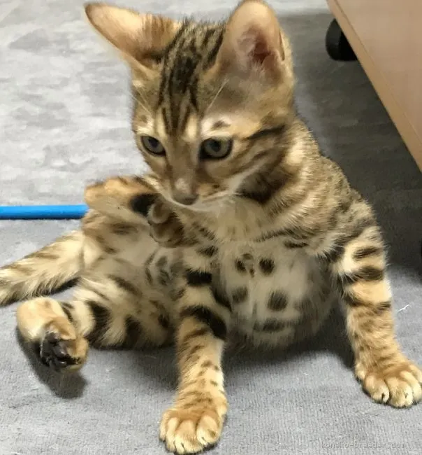 ID:1902-00125の子猫