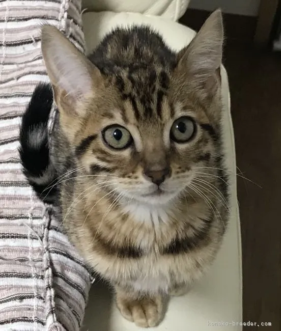 ID:1901-01076の子猫
