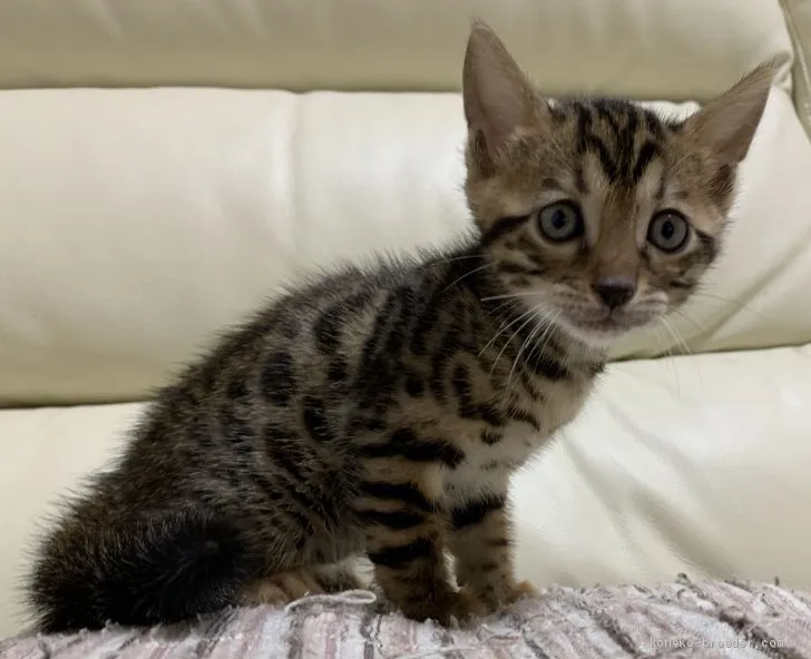 ID：1907-01696の子猫