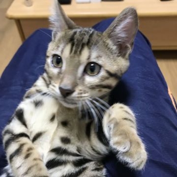 ベンガル【東京都・男の子・2017年8月25日・ブラウンスポテッドタビー】の写真「元気な男の子です。」