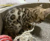 ベンガル【東京都・男の子・2020年4月12日・ブラウンスポテットタビー(ロゼット)】の写真2
