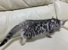 ベンガル【東京都・女の子・2021年3月12日・ブラックシルバースポテットタビー】の写真2