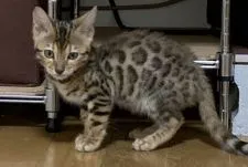 ベンガル【東京都・女の子・2019年12月26日・ブラウンスポテットタビー(ロゼット)】の写真2