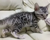 ベンガル【東京都・女の子・2021年3月12日・ブラックシルバースポテットタビー】の写真5