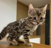 ベンガル【東京都・男の子・2020年4月12日・ブラウンスポテットタビー(ロゼット)】の写真5