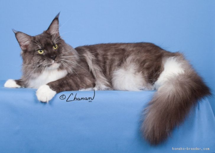 CFA GC ＆ TICA SGC RW Timaracoon Ralph Lauren｜百々　秀幸(どど　ひでゆき)ブリーダー(広島県・メインクーン・CFA登録)の紹介写真2