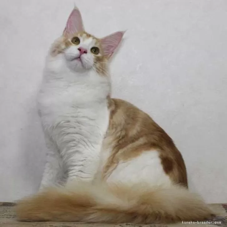 ID：2311-00290の子猫