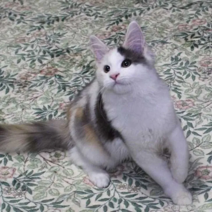 ID：2311-00286の子猫