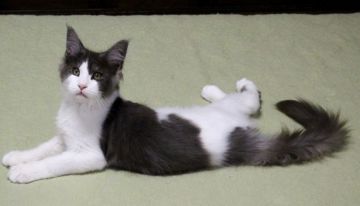 メインクーン【広島県・男の子・2021年6月15日・ブラックスモーク & ホワイト（シルキータッチ）】の写真「人懐っこい性格で甘えん坊さんです」