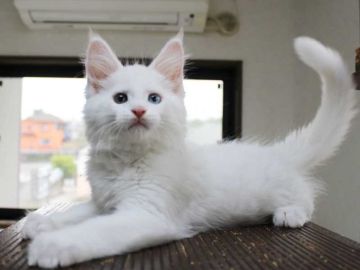 メインクーン【広島県・男の子・2022年2月15日・ホワイト(オッドアイ)（柔らかくシルキー）】の写真「希少なオッドアイの男の子です」