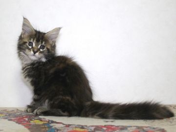 メインクーン【広島県・女の子・2021年5月2日・ブラウン クラック トービー（柔らかくシルキー）】の写真「人懐っこい甘えん坊さんです」