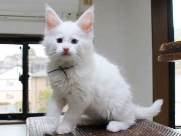 メインクーン【広島県・男の子・2022年2月15日・ホワイト(オッドアイ)（柔らかくシルキー）】の写真「希少なオッドアイの男の子です」