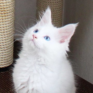 メインクーン【広島県・男の子・2024年2月25日・ホワイト(ブルーアイ)（柔らかくシルキー）】の写真「綺麗なブルーアイが魅力的な仔猫です」