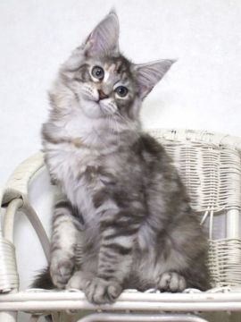 メインクーン【広島県・女の子・2021年5月10日・シルバー トービー（柔らかくシルキー）】の写真「Silvermist」