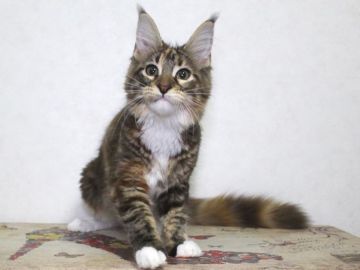 メインクーン【広島県・女の子・2021年5月10日・ブラウン クラックトービー & ホワイト（柔らかくシルキー）】の写真「人懐っこい甘えん坊さんです」