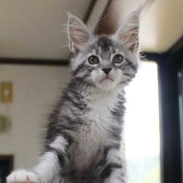 メインクーン【広島県・女の子・2022年5月9日・シルバー タビー & ホワイト（柔らかくシルキー）】の写真「尻尾のとっても長いチャーミングな女の子です」