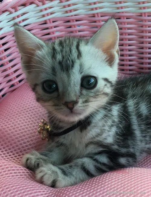 ID：1805-01820の子猫