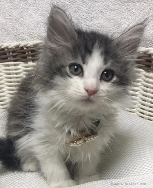 ID：1907-00735の子猫