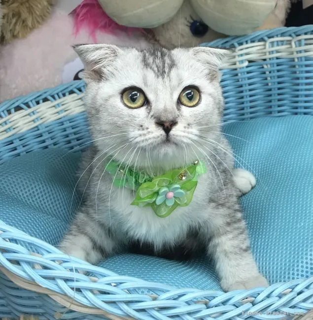 ID:2104-02274の子猫