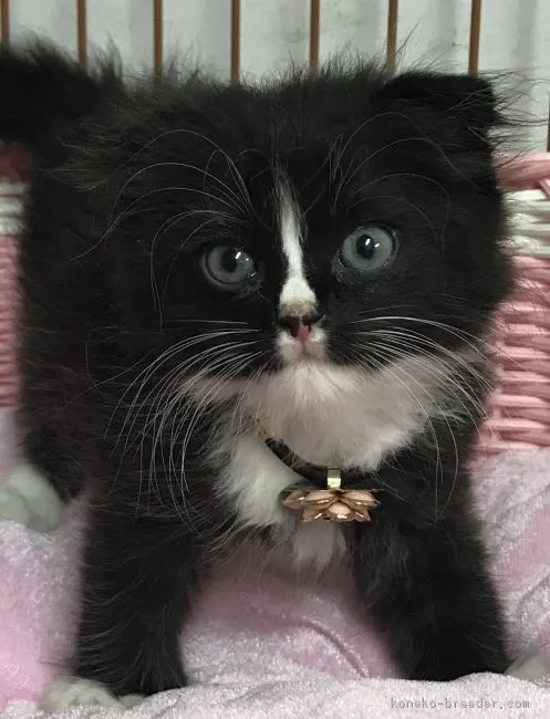 ID:1806-01095の子猫