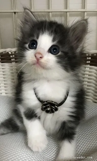 ID：1805-01587の子猫