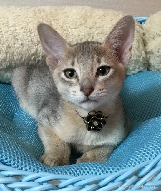 ID：1611-00950の子猫