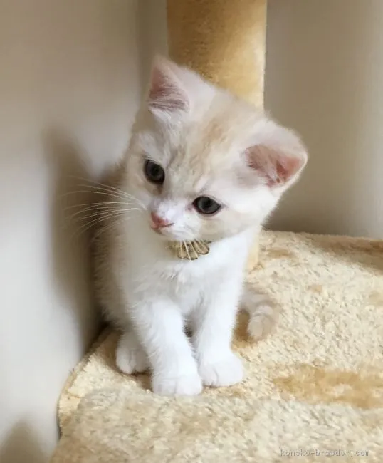 ID：1702-00166の子猫