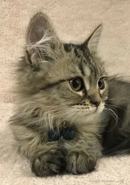 ID：1905-00803の子猫
