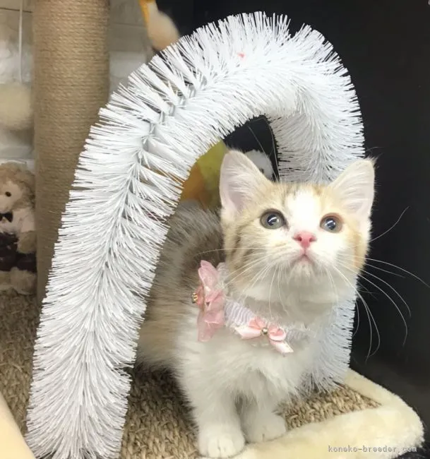 ID:2202-01311の子猫
