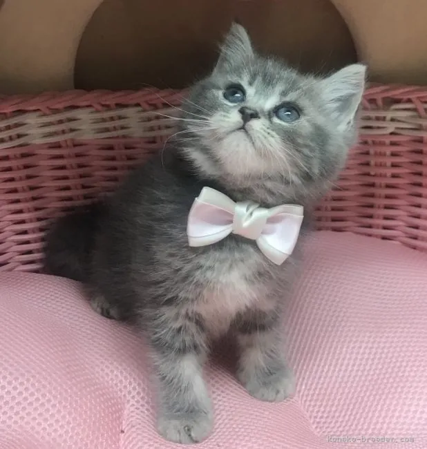 ID：2201-00066の子猫