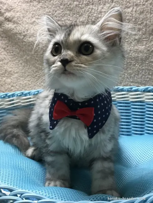ID:1905-00699の子猫